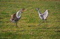 Mating sandhill cranes dance in the air