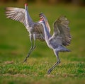 Mating Sandhill Cranes Dance In The Air