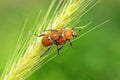 The mating scarabs or scarab beetles on wheat in green background , Scarabaeidae Royalty Free Stock Photo