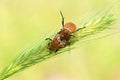 The mating scarabs or scarab beetles on wheat in green background , Scarabaeidae Royalty Free Stock Photo