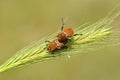 The mating scarabs or scarab beetles on wheat in green background , Scarabaeidae