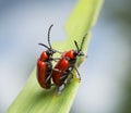 Mating scarlet lily beetles, lilioceris, lilii on lily leaf