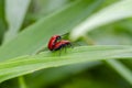 Mating scarlet lily beetles on a lily in garden