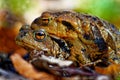 Common toads bufo bufo mating scene - ErdkrÃÂ¶ten bei der Paarung Royalty Free Stock Photo