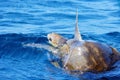 Mating of sea turtles in the open ocean. Olive ridley sea turtles or Lepidochelys olivacea during the mating games. The Royalty Free Stock Photo