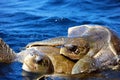 Mating of sea turtles in the open ocean. Olive ridley sea turtles or Lepidochelys olivacea during the mating games. The Royalty Free Stock Photo