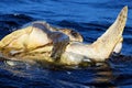 Mating of sea turtles in the open ocean. Olive ridley sea turtles or Lepidochelys olivacea during the mating games. The Royalty Free Stock Photo