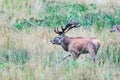 Big old red deer with huge antlers roaring while running in the wilderness Royalty Free Stock Photo