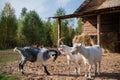 Mating season on the farm, goats fight for the female