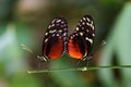 Mating season of tropical butterflies dido longwing Royalty Free Stock Photo
