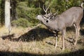 Mating Season for a Young Buck Royalty Free Stock Photo