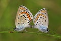 Mating silver-studded blue butterflies
