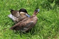 Mating silver teal