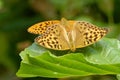 Mating silver-washed fritillarys on a green alder leaf