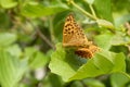 Mating silver-washed fritillarys on a green alder leaf