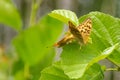 Mating silver-washed fritillarys on a green alder leaf