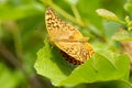 Mating silver-washed fritillarys on a green alder leaf