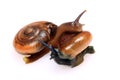 Mating snails Royalty Free Stock Photo