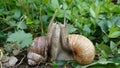 mating snails Royalty Free Stock Photo