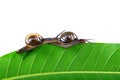 Mating snails Royalty Free Stock Photo