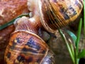 Mating Snails Royalty Free Stock Photo