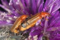 Mating soldier beetles, Rhagium fulva