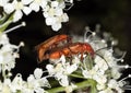 Mating soldier beetles (Rhagonycha fulva)