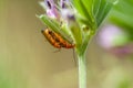 Mating soldier beetles - Rhagonycha fulva