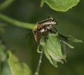 Mating Soldier Bugs