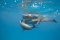 Mating Spinner dolphins in the wild. Royalty Free Stock Photo