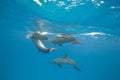 Mating Spinner dolphins in the wild.