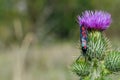 Mating spotted burnet