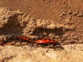 Tandem formation of male and female firebugs joined by back sides side view Royalty Free Stock Photo