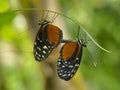 Mating Tiger Longwing butterfly