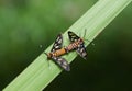 Mating Tiger Moth macro