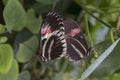 Mating time for 2 butterflies