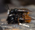 Mating time of the mason bee im FrÃÂ¼hling