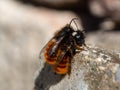 Mating time of the mason bee