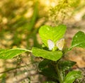 Mating of Tiny Grass Blue butterfly Zizula hylax Fabricius o