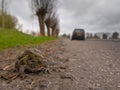 Mating toad are crossing a road