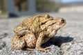 Mating toads Royalty Free Stock Photo