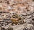 Mating toads in early spring
