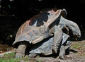 Mating tortoises Royalty Free Stock Photo
