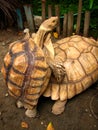 Mating Tortoises Royalty Free Stock Photo