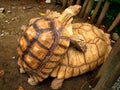 Mating Tortoises Royalty Free Stock Photo