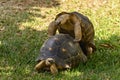 Mating Tortoises, Radiated Turtle (Astrochelys radiata), Madagascar Royalty Free Stock Photo