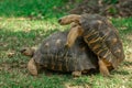 Mating Tortoises, Radiated Turtle (Astrochelys radiata), Madagascar Royalty Free Stock Photo