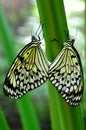 Mating Tree Nymphs,aka,Idea leuconoe Royalty Free Stock Photo