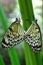 Mating Tree Nymphs,aka,Idea leuconoe