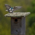 Mating tree swallows Tachycineta bicolor Royalty Free Stock Photo